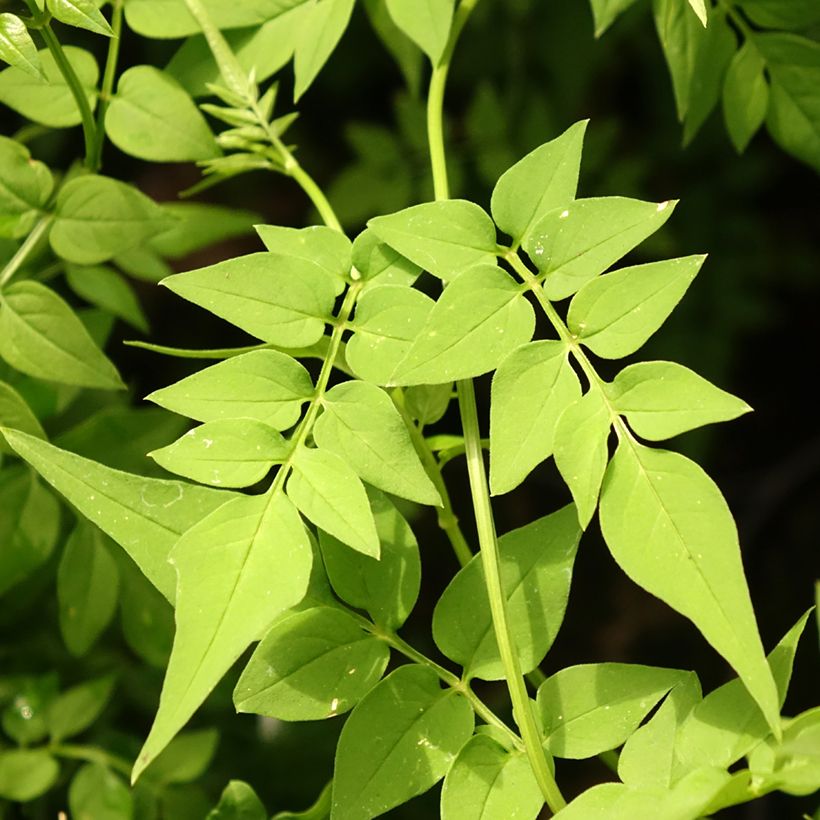 Jasminum officinale Clotted Cream - Echte Jasmin (Foliage)