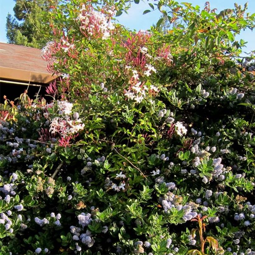 Jasminum polyanthum - Zimmer-Jasmin (Plant habit)