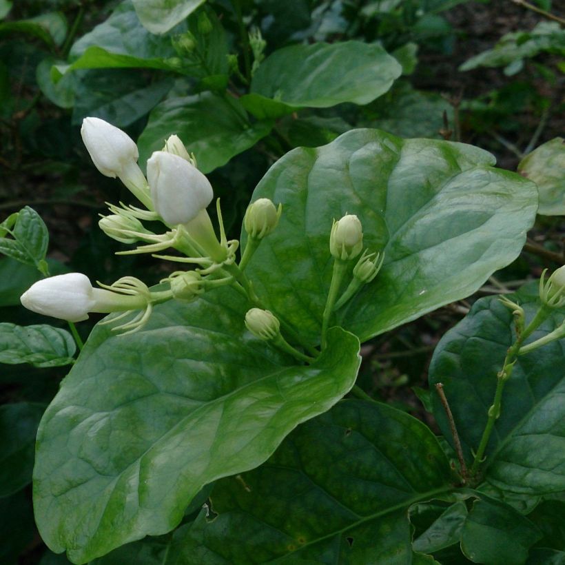 Jasminum sambac - Arabischer Jasmin (Foliage)