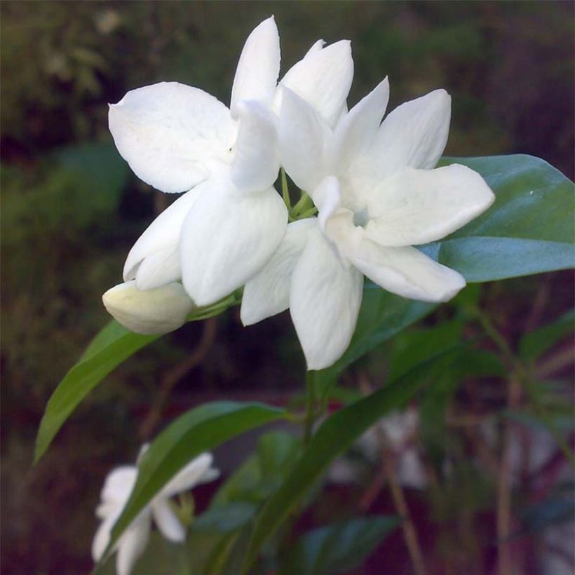 Jasminum sambac - Arabischer Jasmin (Flowering)