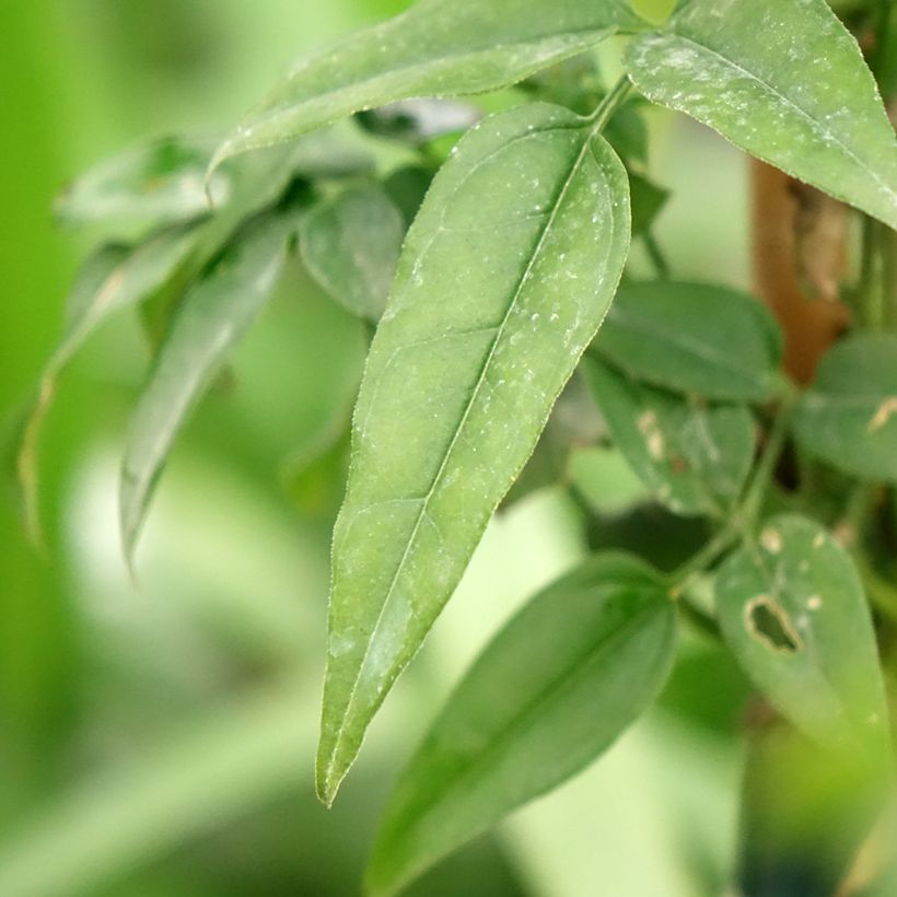 Jasminum Starry Night - Jasmin (Foliage)