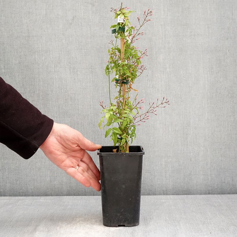 Exemplar von Jasminum Starry Night - Jasmin Topf mit 1,5L/2L wie im Frühjahr geliefert