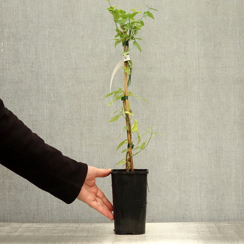 Exemplar von Jasminum stephanense Starry Summer Scent - Jasmin Topf mit 1,5L/2L wie im Herbst geliefert