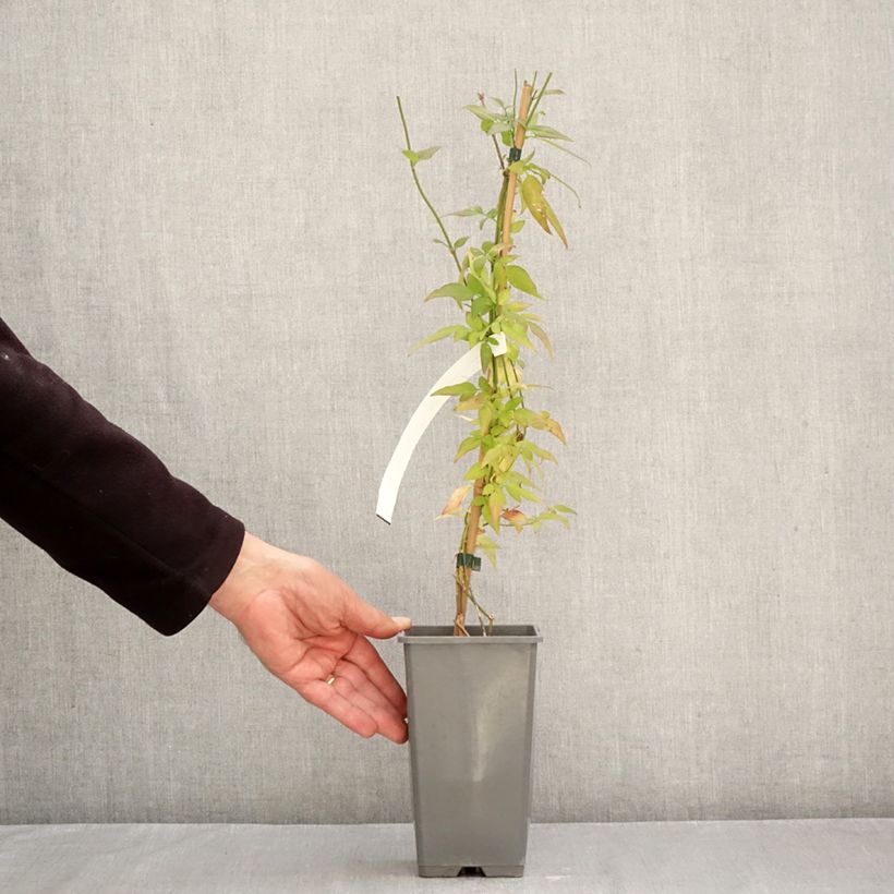 Exemplar von Jasminum stephanense Starry Summer Scent - Jasmin Topf mit 1,5L/2L wie im Herbst geliefert