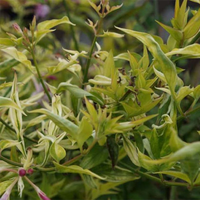 Jasminum stephanense - Rosa Jasmin (Foliage)