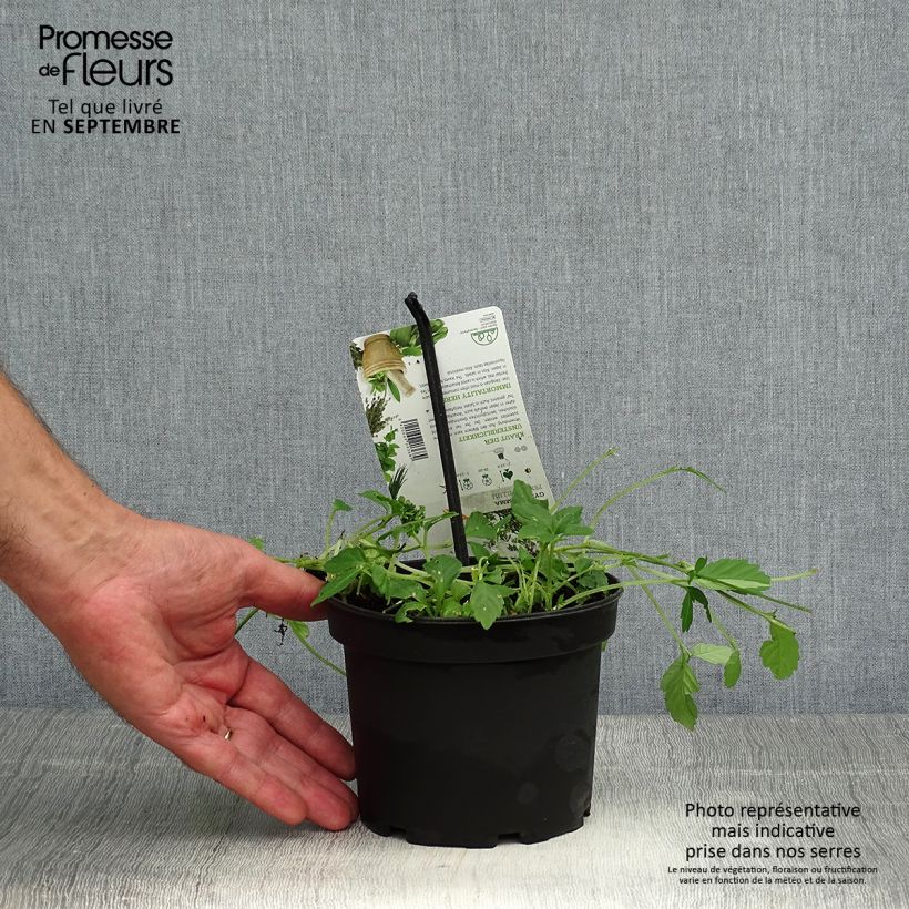Example of Jiaogulan - Gynostemma pentaphyllum Topf mit 1,5L/2L as you get in automne