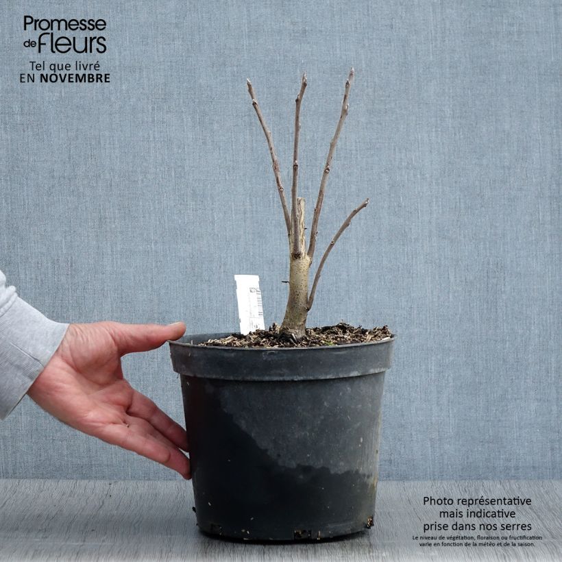 Example of Schwarznuss - Juglans nigra Topf mit 4L/5L as you get in automne