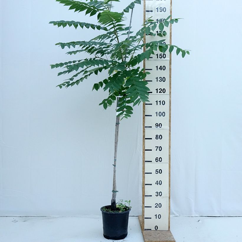 Example of Schwarznuss - Juglans nigra Topf mit 7,5L/10L as you get in ete