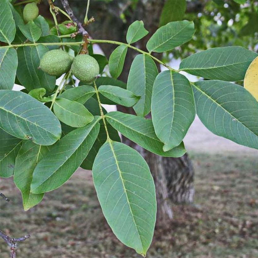 Walnuss Chandler - Juglans regia (Harvest)