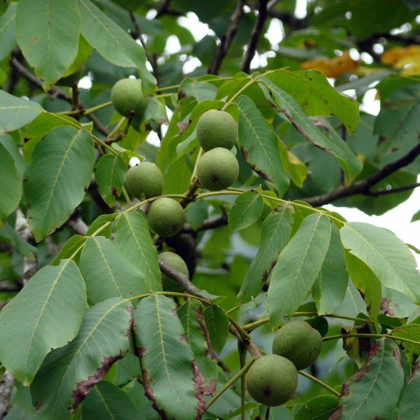 Walnuss Fernor - Juglans regia (Harvest)