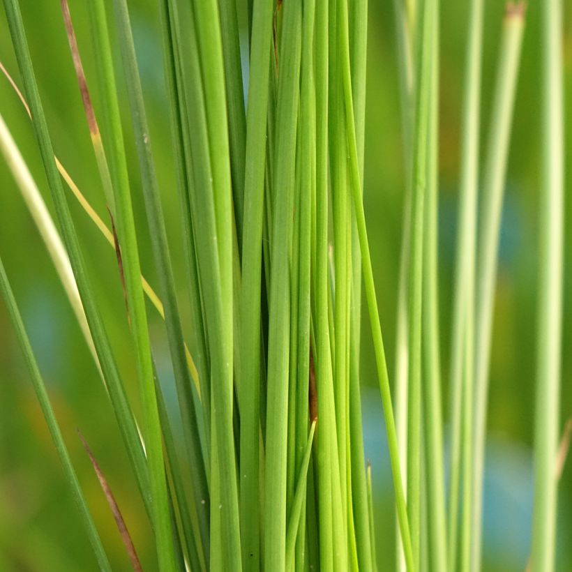 Juncus effusus - Flatter-Binse (Foliage)