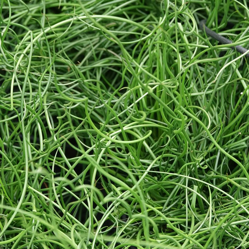 Juncus effusus Spiralis - Flatter-Binse (Laub)