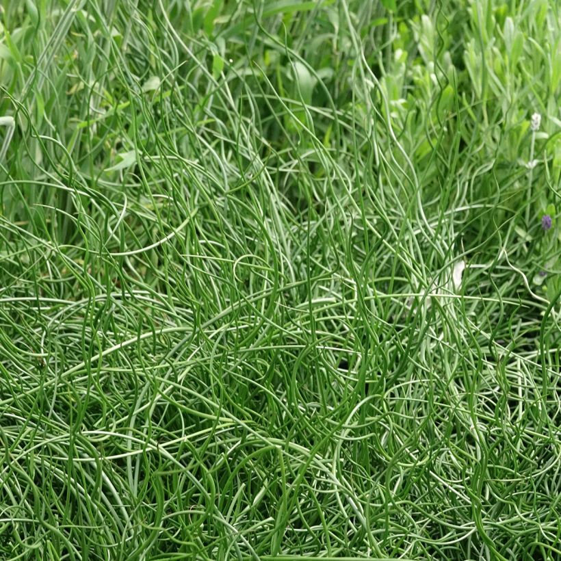 Juncus effusus Spiralis - Flatter-Binse (Wuchs)