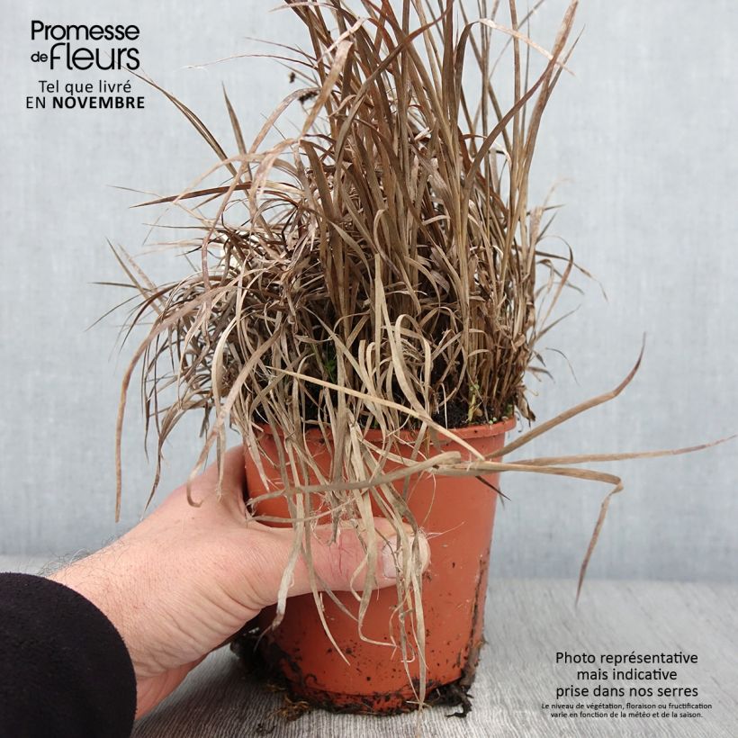 Example of Juncus ensifolius - Schwertblättrige Binse Topf mit 1L/1,5L as you get in automne