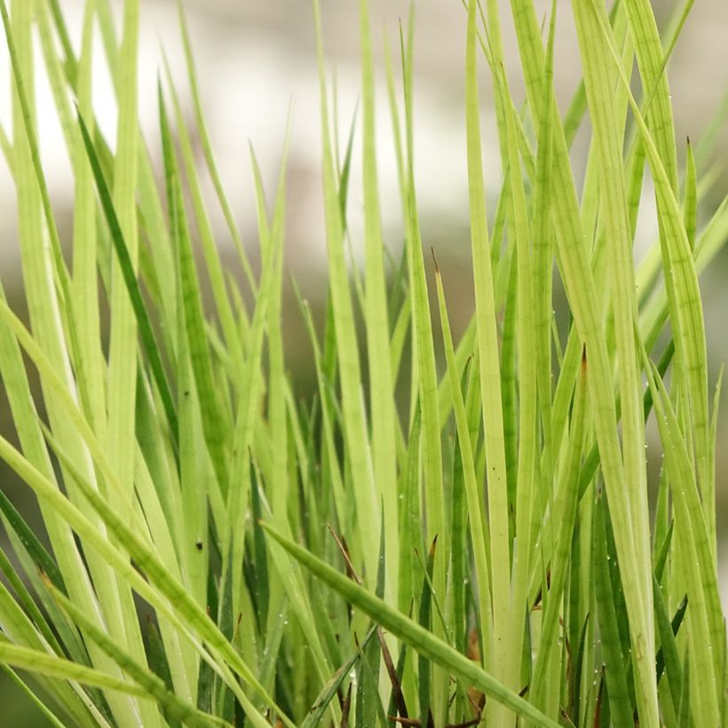 Juncus ensifolius - Schwertblättrige Binse (Foliage)