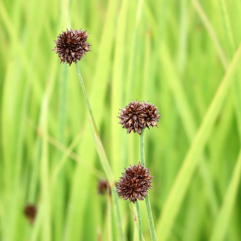Juncus ensifolius - Schwertblättrige Binse (Flowering)