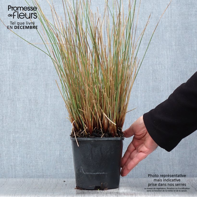 Example of Juncus inflexus Blue Arrows - Blaugrüne Binse Topf mit 2L/3L as you get in automne