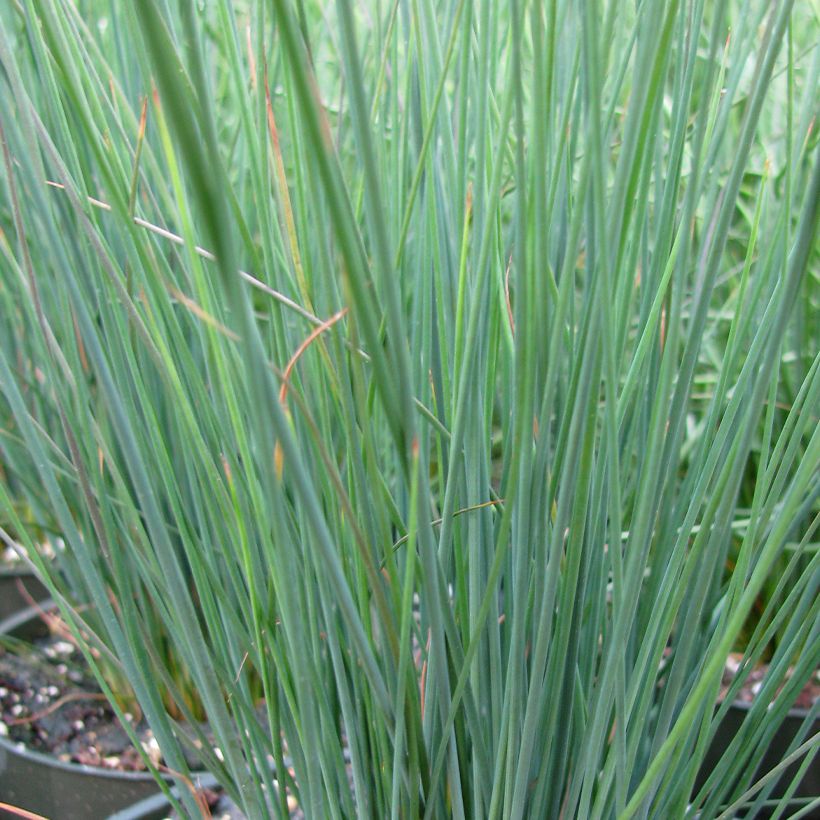 Juncus inflexus Blue Arrows - Blaugrüne Binse (Foliage)