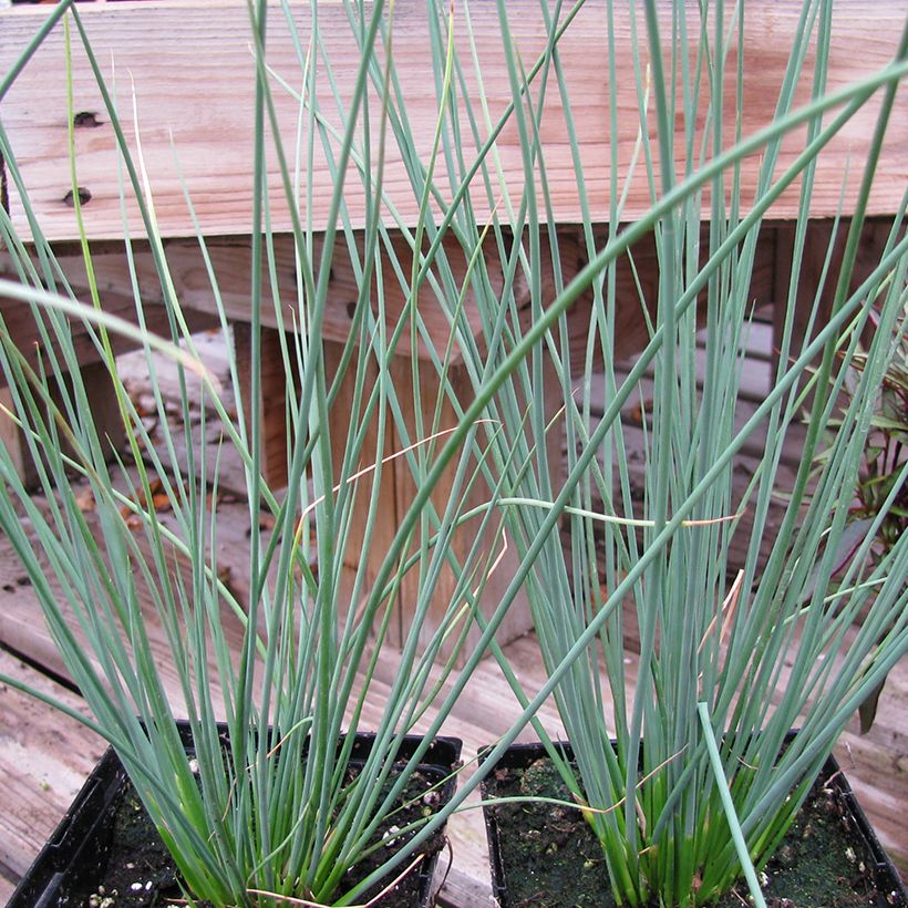 Juncus inflexus Blue Arrows - Blaugrüne Binse (Plant habit)