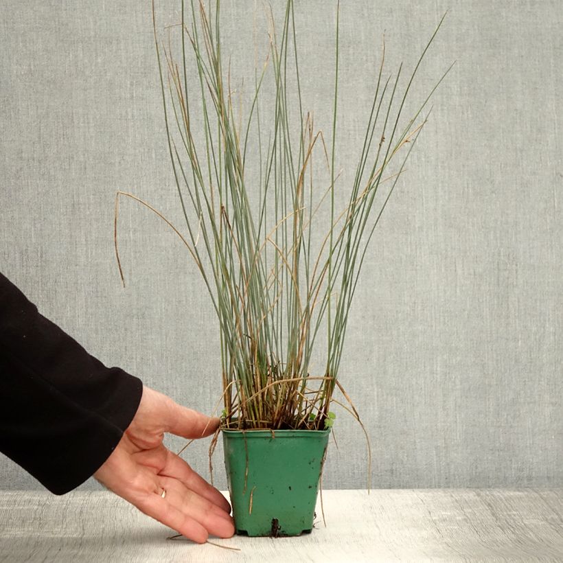 Example of Juncus inflexus Blue Dart - Blaugrüne Binse Kleine Töpfe von 8/9 cm as you get in automne