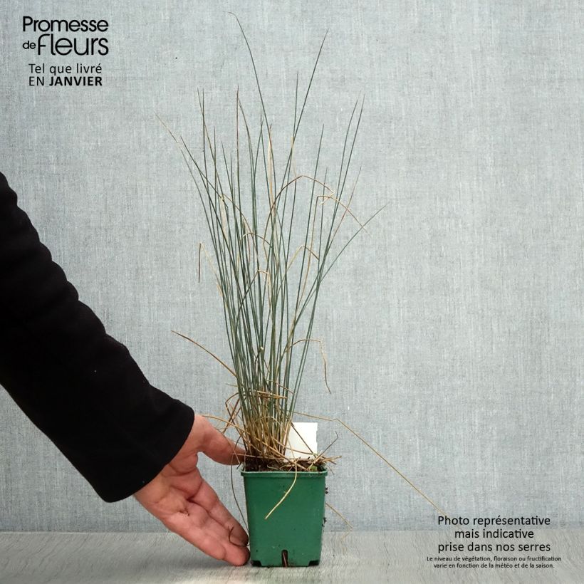 Exemplar von Juncus inflexus Blue Dart - Blaugrüne Binse Kleine Töpfe von 8/9 cm wie im Winter geliefert