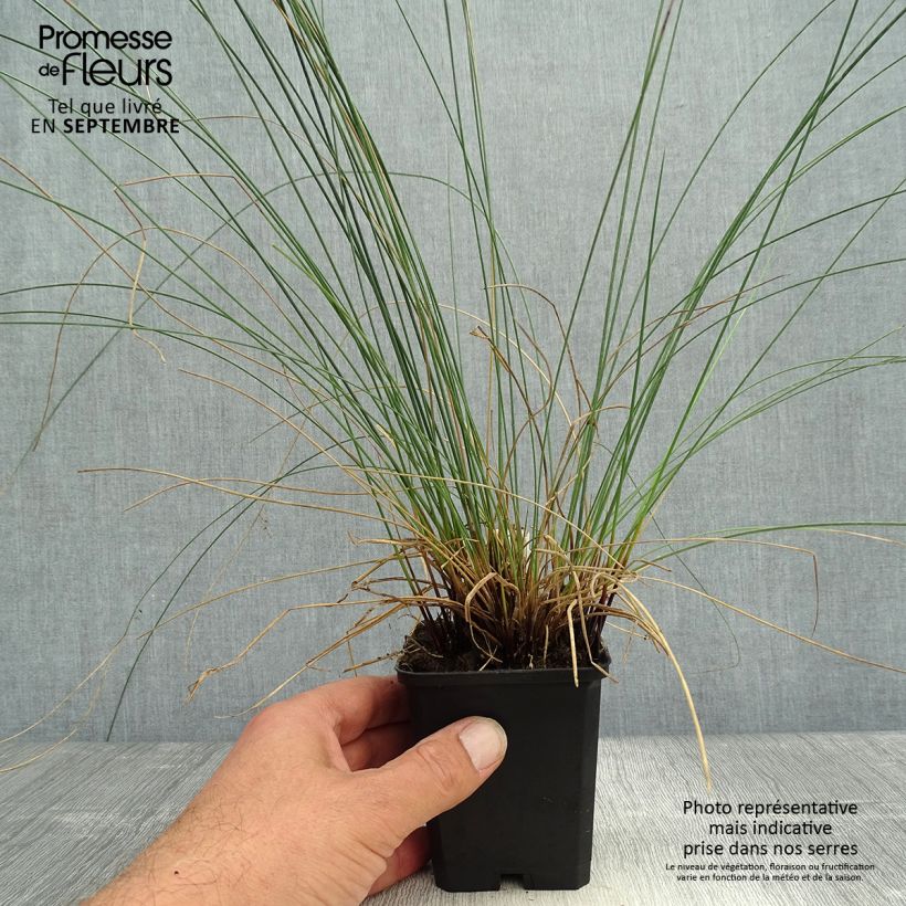 Example of Juncus inflexus - Blaugrüne Binse Kleine Töpfe von 8/9 cm as you get in automne