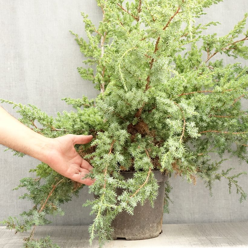 Example of Juniperus chinensis Blue Alps Topf mit 7,5L/10L as you get in ete