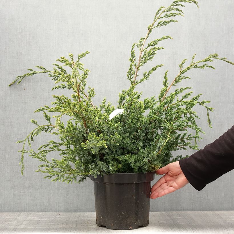 Exemplar von Juniperus chinensis Blue Alps Topf mit 7,5L/10L wie im Frühjahr geliefert