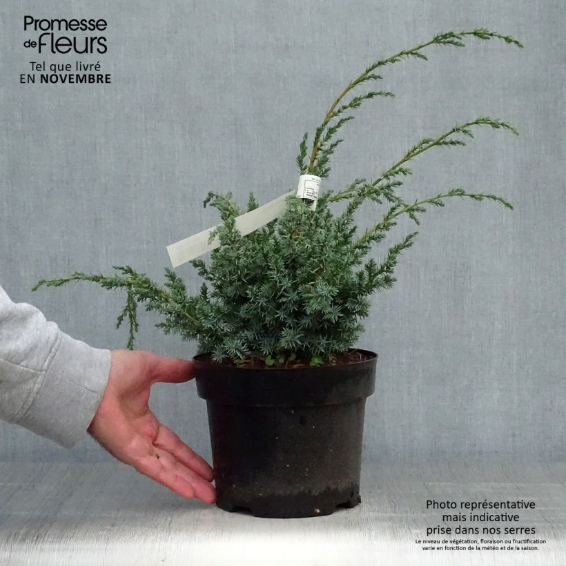 Example of Juniperus chinensis Blue Alps Topf mit 2L/3L as you get in automne