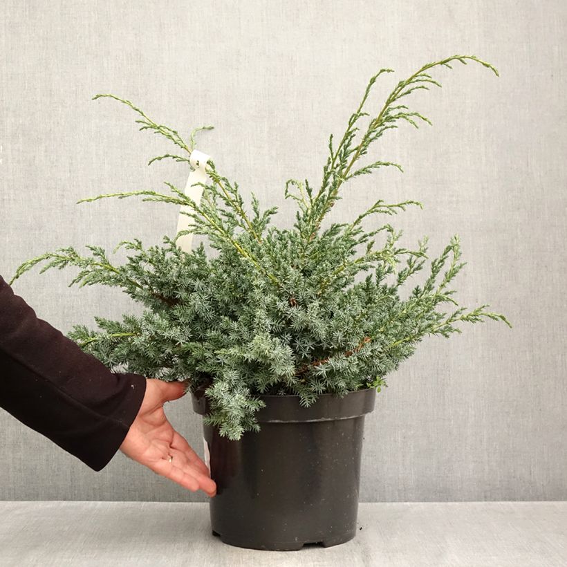 Exemplar von Juniperus chinensis Blue Alps Topf mit 7,5L/10L wie im Herbst geliefert