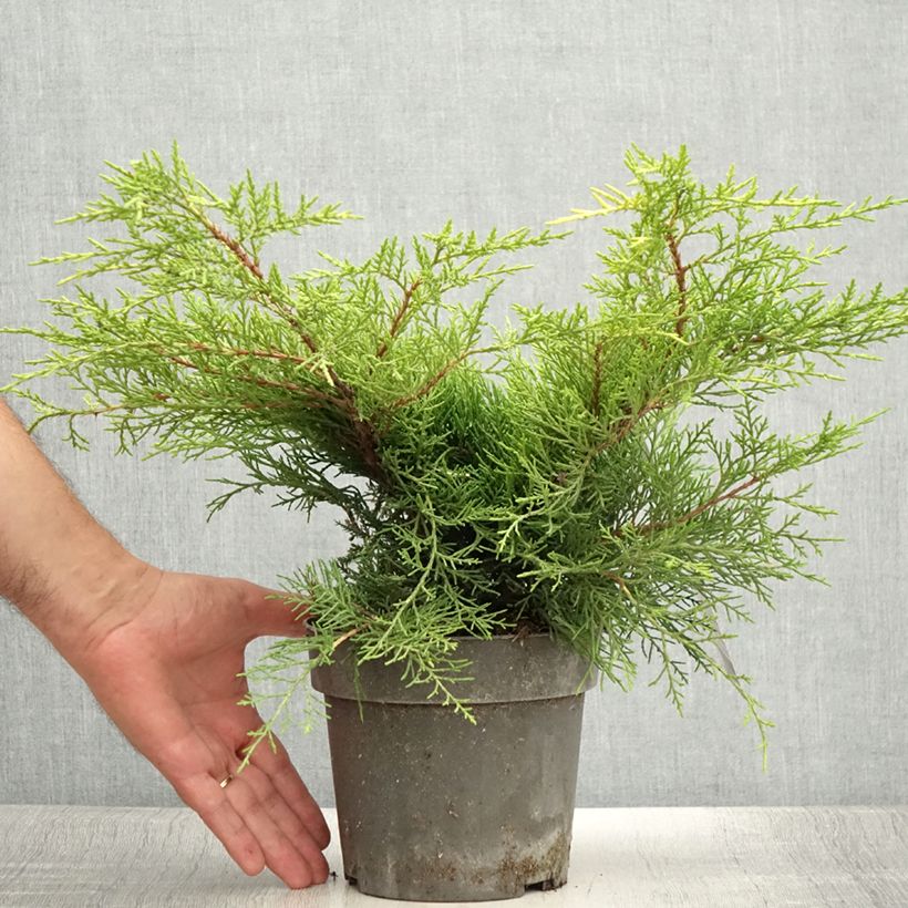 Exemplar von Juniperus pfitzeriana Golden Saucer Topf mit 2L/3L wie im Sommer geliefert