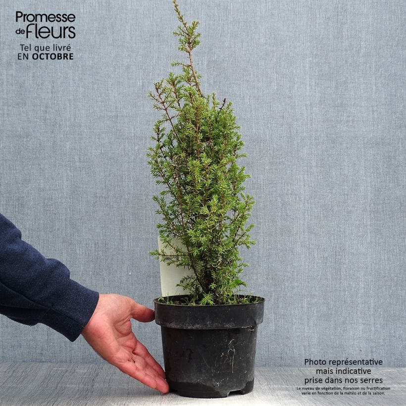 Example of Juniperus communis Arnold Topf mit 2L/3L as you get in automne