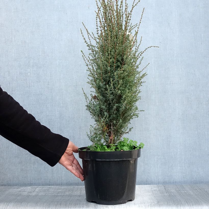 Example of Juniperus communis Arnold Topf mit 7,5L/10L as you get in automne