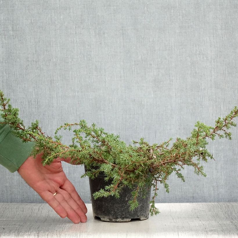 Example of Juniperus communis subsp. hemisphaerica Hornibrookii Topf mit 1,5L/2L as you get in ete