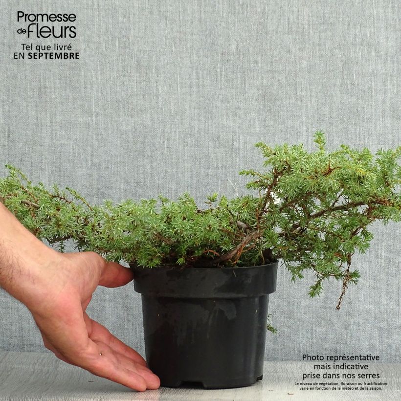 Example of Juniperus communis subsp. hemisphaerica Hornibrookii Topf mit 2L/3L as you get in ete