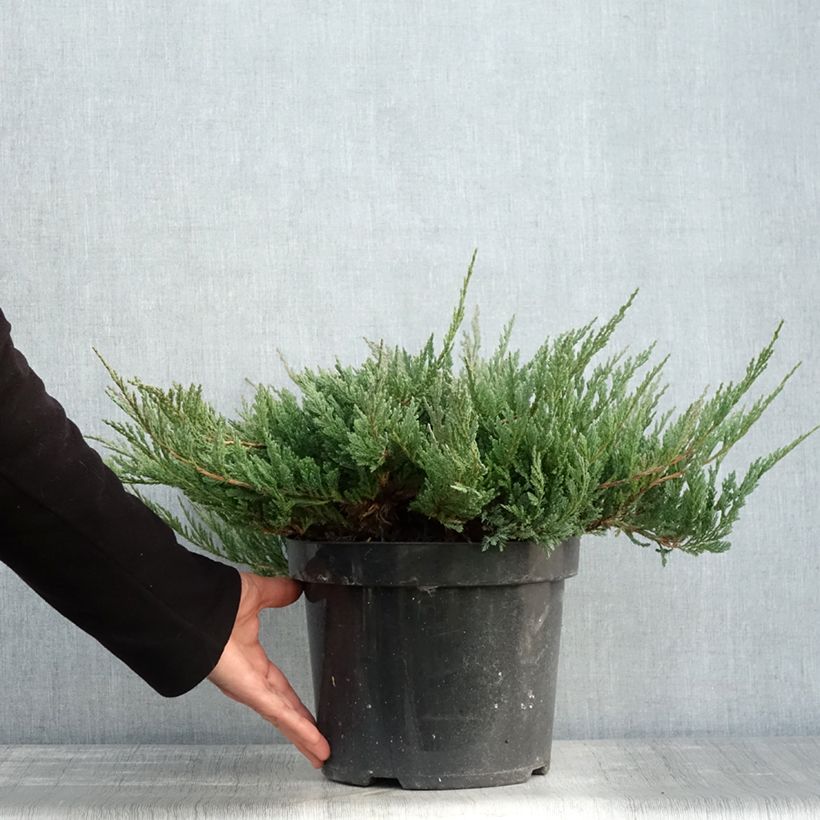 Example of Juniperus horizontalis Blue Chip Topf mit 7,5L/10L as you get in automne