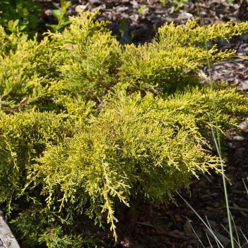 Juniperus pfitzeriana Goldkissen (Laub)