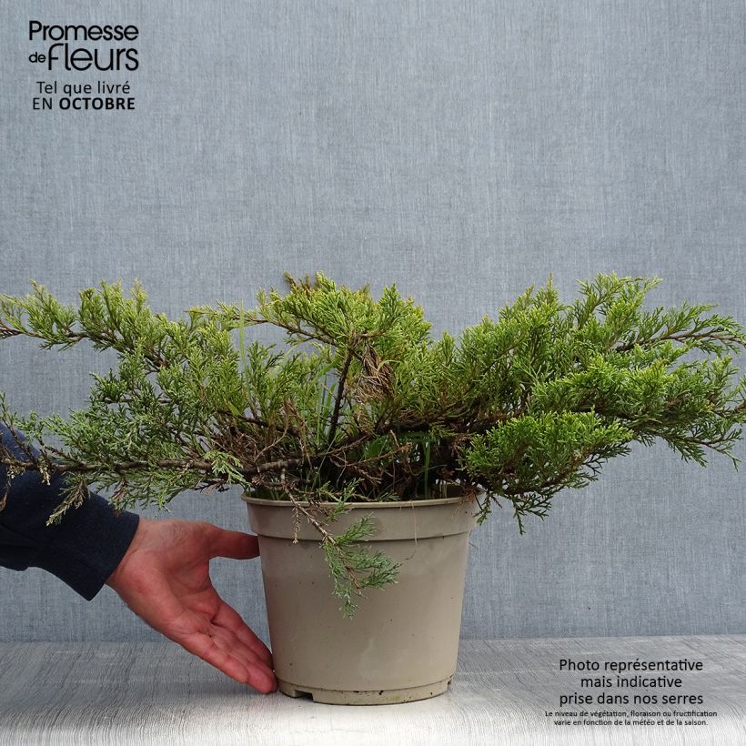 Example of Juniperus sabina Rockery Gem Topf mit 4L/5L as you get in automne