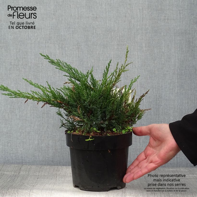 Example of Juniperus sabina Tamariscifolia Topf mit 2L/3L as you get in automne