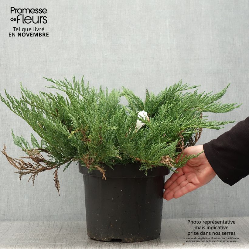 Example of Juniperus sabina Tamariscifolia Topf mit 7,5L/10L as you get in automne