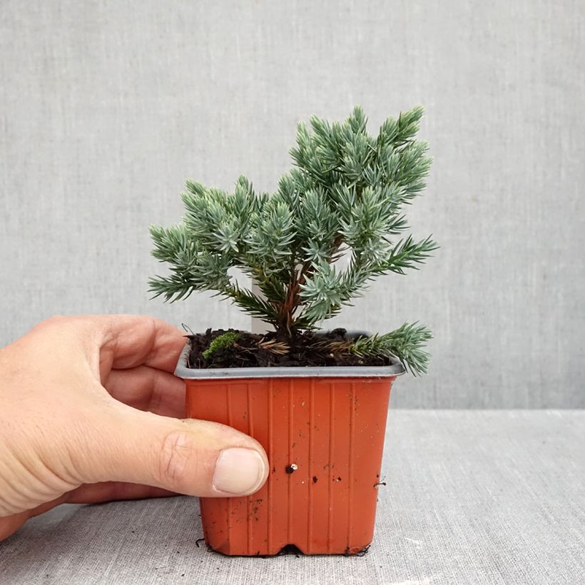 Exemplar von Juniperus squamata Blue Star Kleine Töpfe von 8/9 cm wie im Herbst geliefert