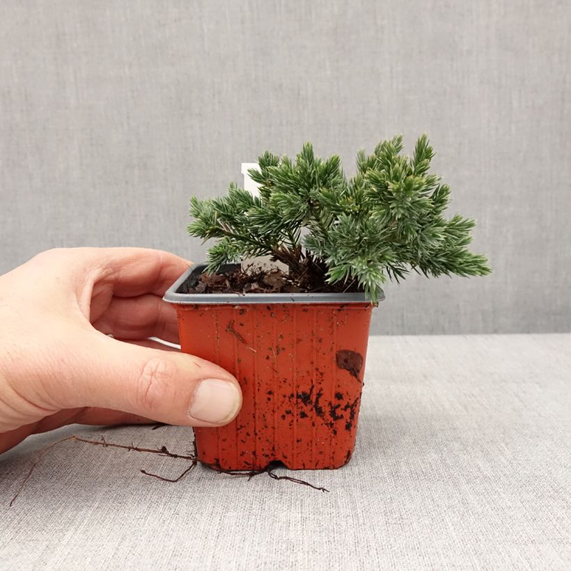 Example of Juniperus squamata Blue Star Kleine Töpfe von 8/9 cm as you get in hiver