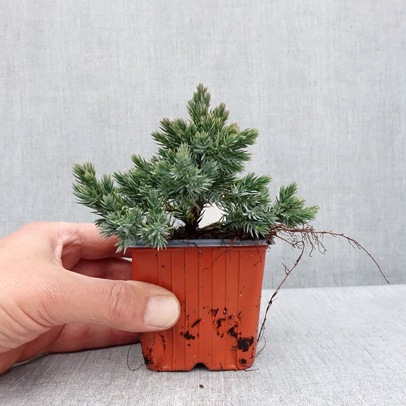 Exemplar von Juniperus squamata Blue Star Kleine Töpfe von 8/9 cm wie im Frühjahr geliefert