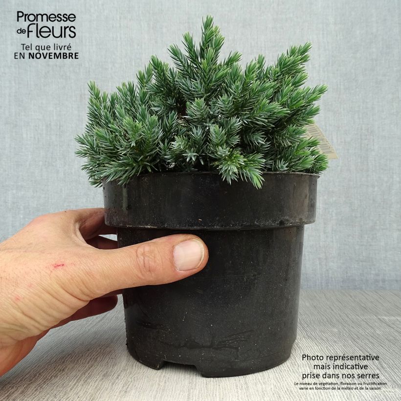 Example of Juniperus squamata Blue Star Topf mit 2L/3L as you get in automne