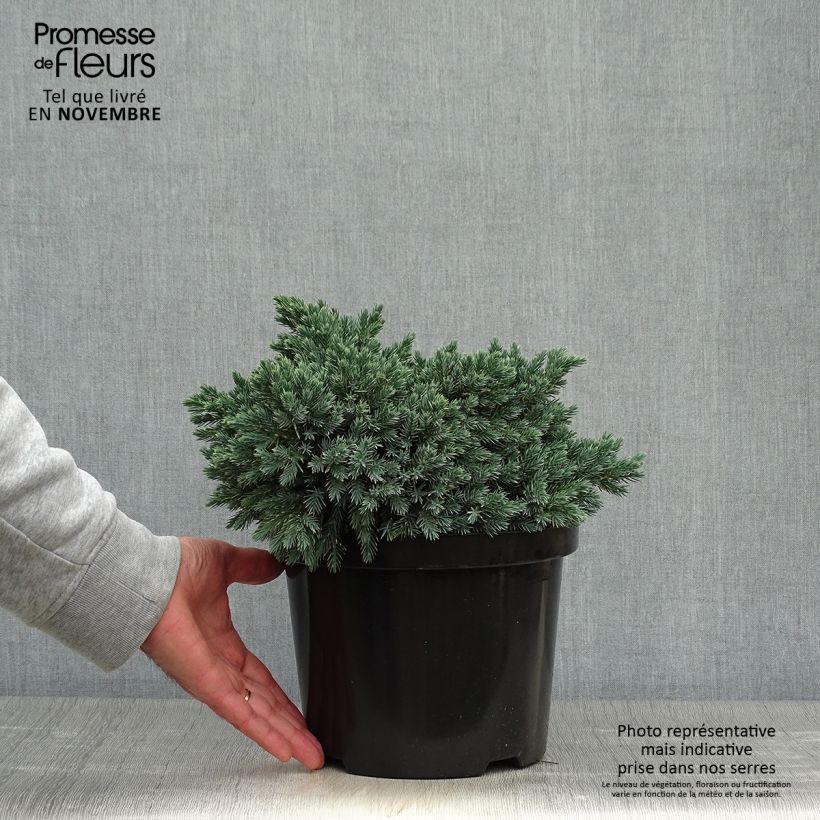 Example of Juniperus squamata Blue Star Topf mit 3L/4L as you get in automne