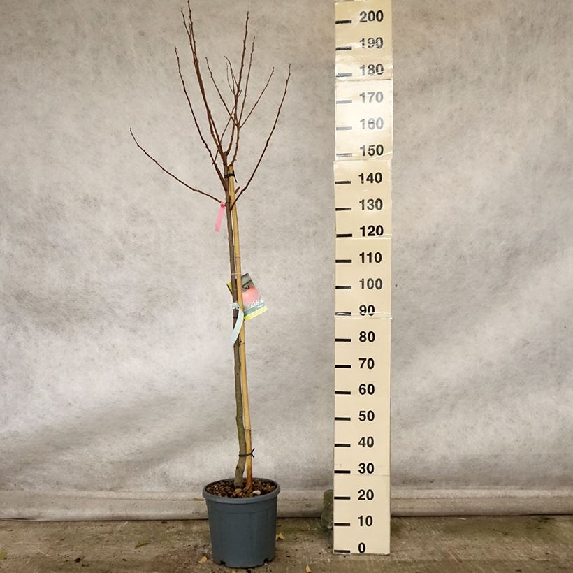 Example of Kaki-Pflaume Muscat - Diospyros kaki Topf mit 12L/15L, Halbstamm as you get in automne