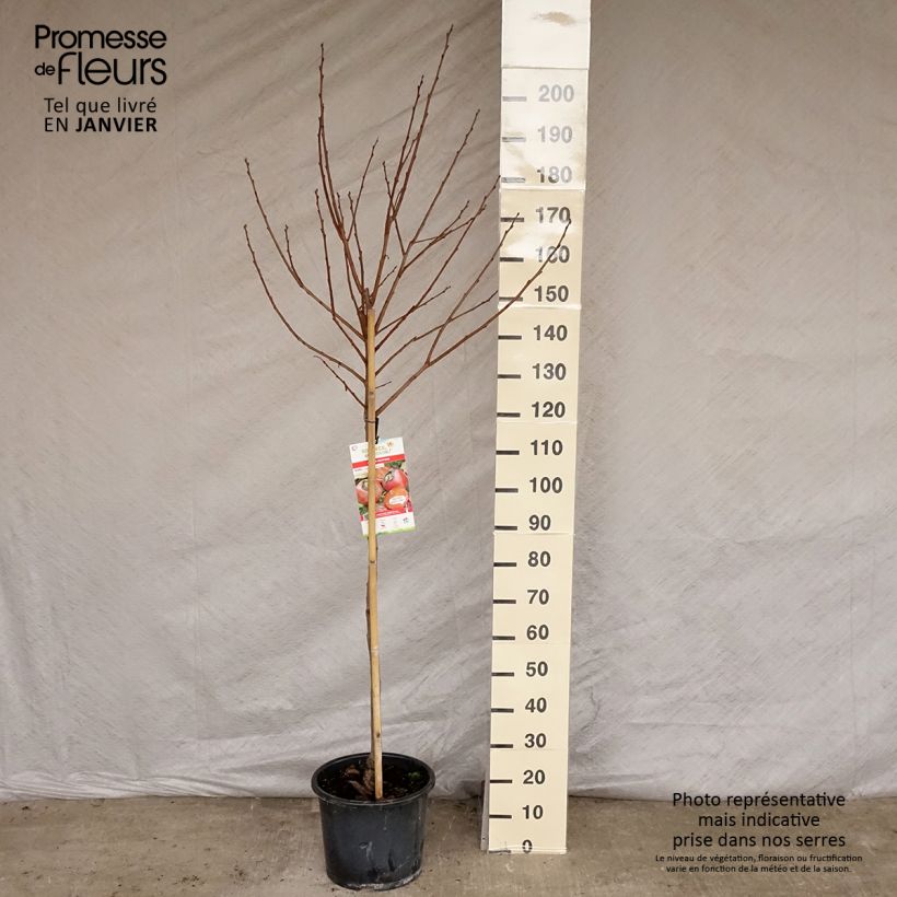 Exemplar von Kaki-Pflaume Muscat - Diospyros kaki Topf mit 12L/15L, Halbstamm wie im Winter geliefert