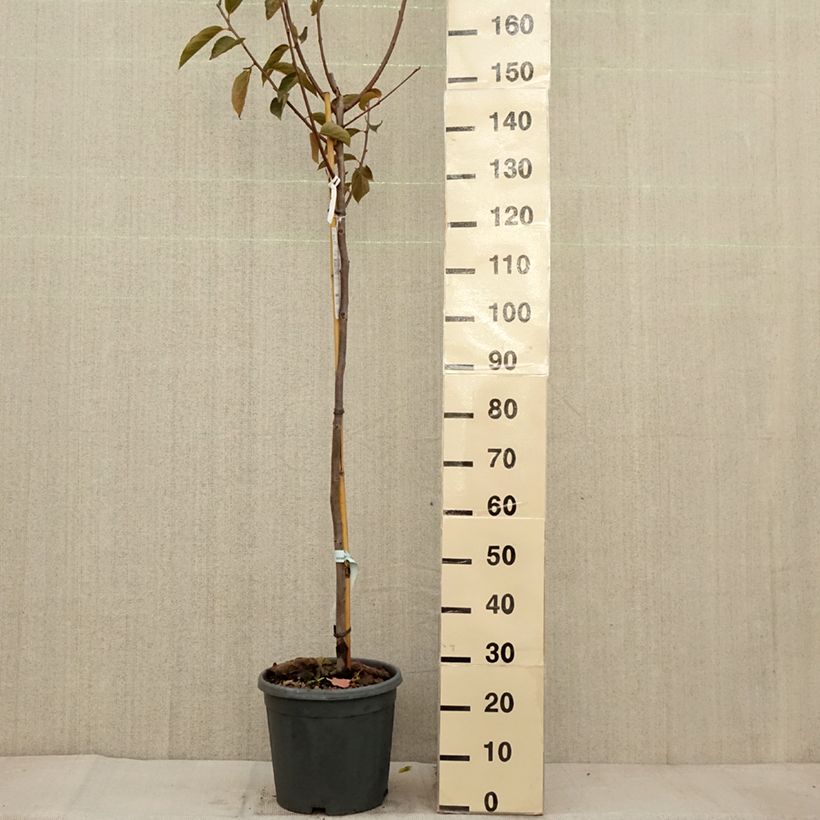 Example of Kaki-Pflaume Fuyu - Diospyros kaki Topf mit 12L/15L, Halbstamm as you get in automne