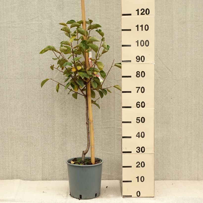 Example of Kaki-Pflaume Fuyu - Diospyros kaki Topf mit 7,5L/10L, Gobelet-Form as you get in automne