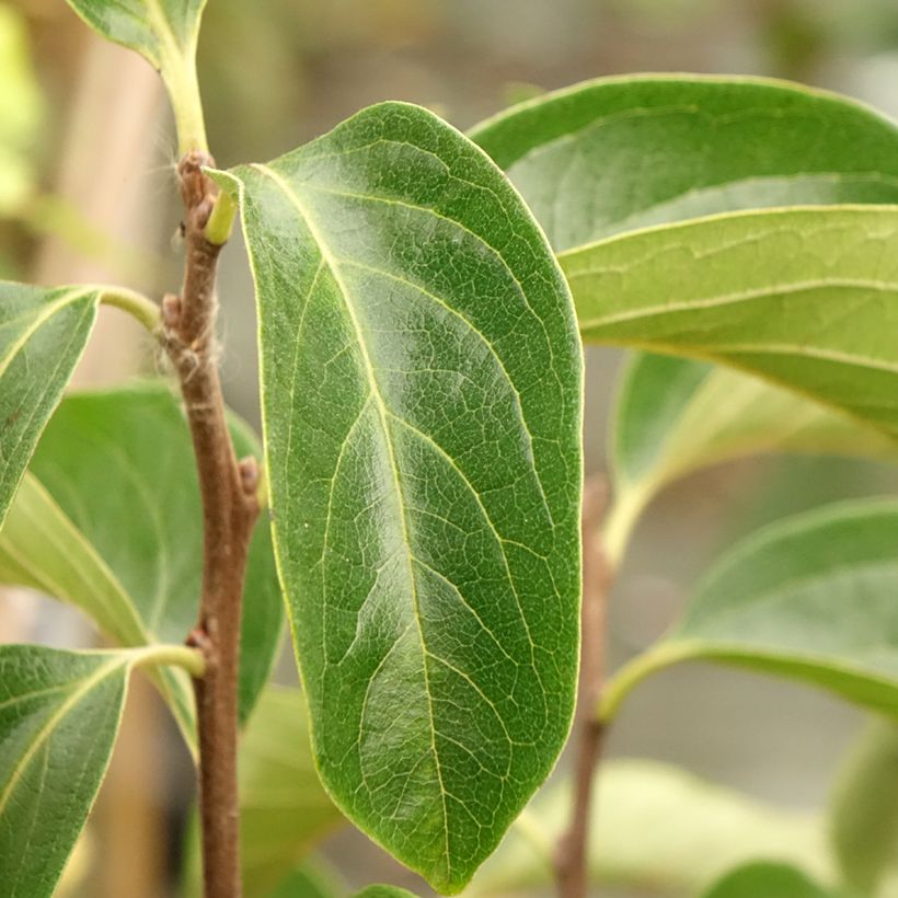 Kaki-Pflaume Fuyu - Diospyros kaki (Foliage)